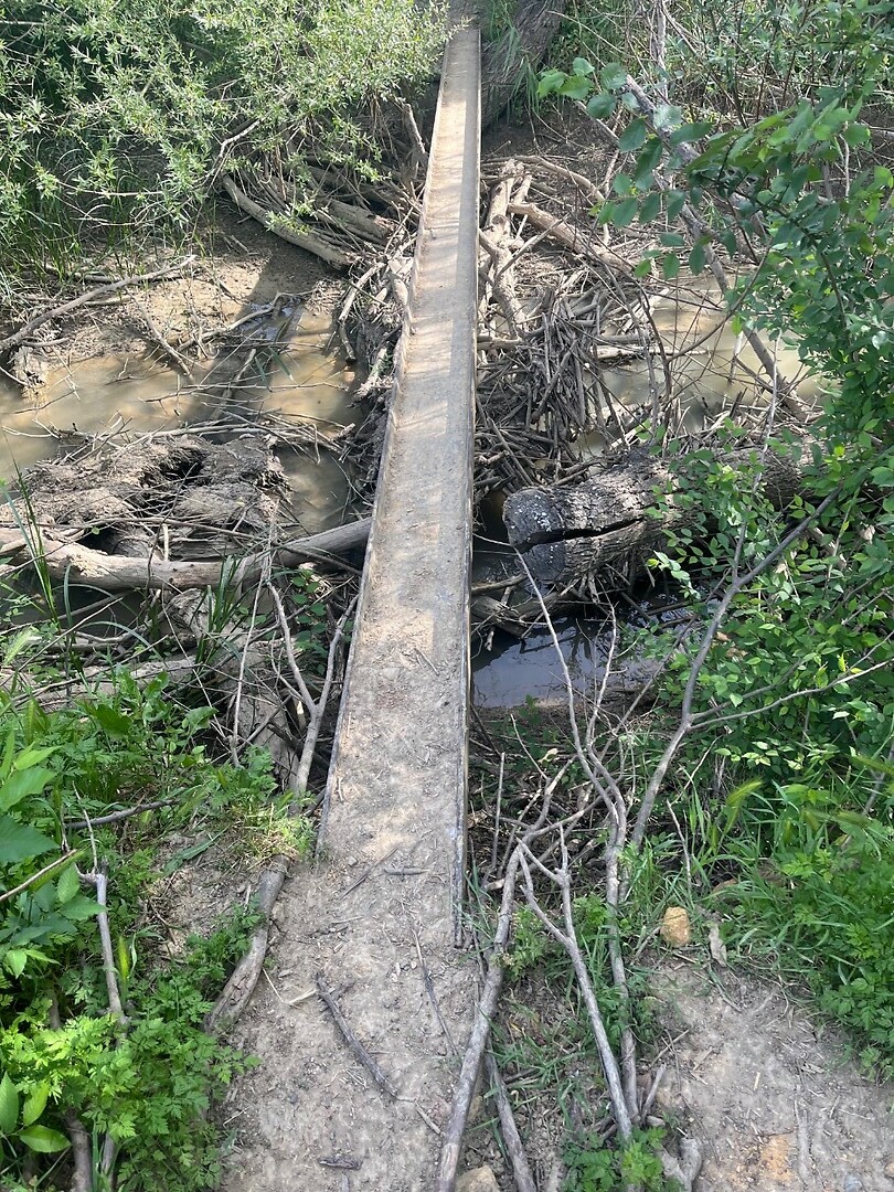 The monkey bridge