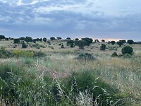 Spaanse Serengeti