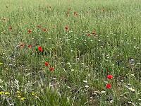 Bloemenveld onderweg naar Zamora