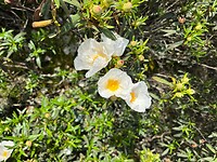 Mooie bloemen onderweg