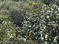 Heel veel struiken met witte bloemen onderweg