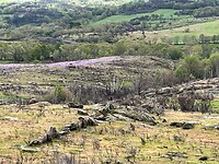 IMG_3333