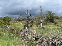 IMG_3336