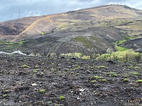 IMG_3337