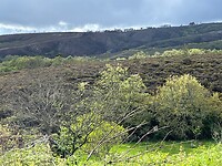 IMG_3339