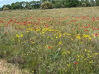 Bloemenveldje onderweg