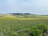 Vele tinten groen op de Campos