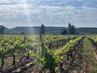 Wijngaarden in de Rioja