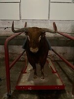 Opgezette beroemde stier