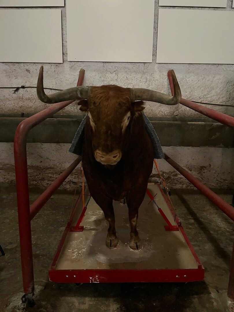 Opgezette beroemde stier