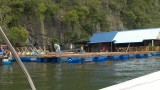 Fish Farm