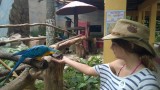 Bird Paradise