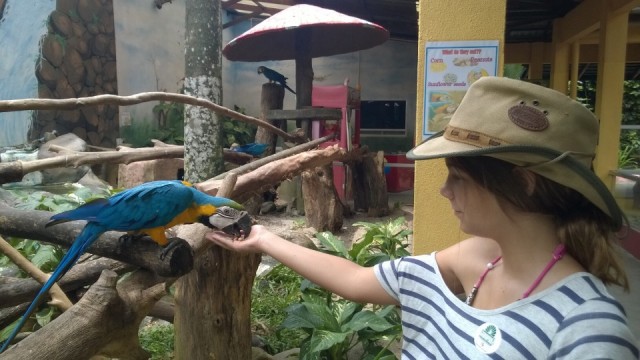 Bird Paradise