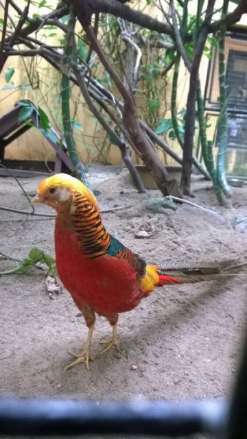Phoenix
