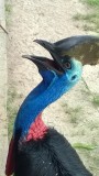 Hornbill