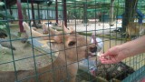 Wildlife