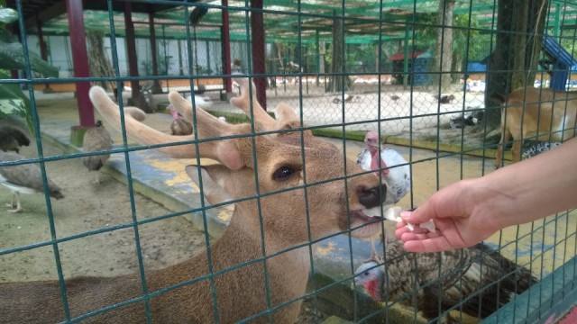 Wildlife