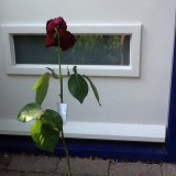 Lieve Quinta rust zacht