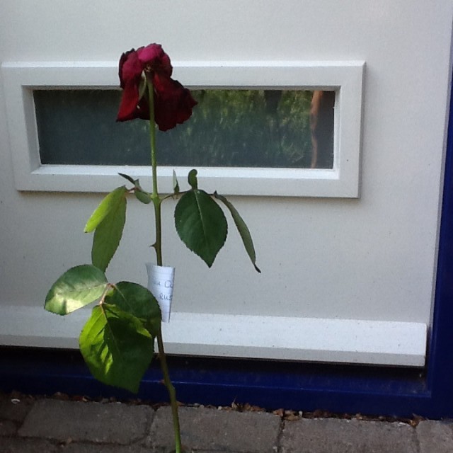 Lieve Quinta rust zacht