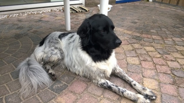 Quinta liggend op het terras