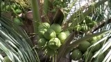 Kokosnoten