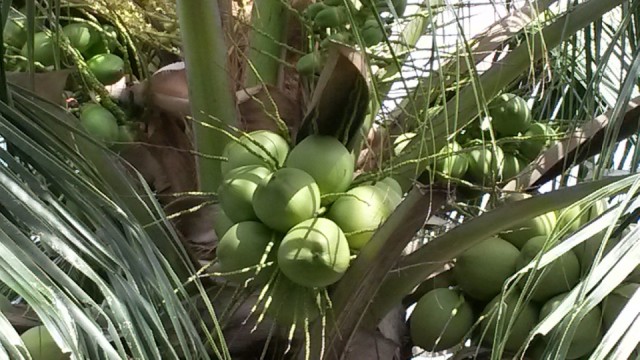 Kokosnoten