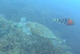 Schildpad in actie