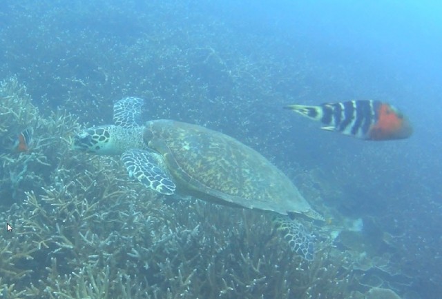 Schildpad in actie
