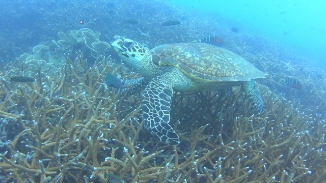 Schildpad