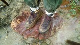 These shoes are made for walking