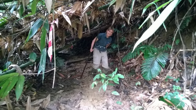 Pad naar de jungle