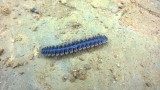 Duizendpoot (centipede), lekker in de salade
