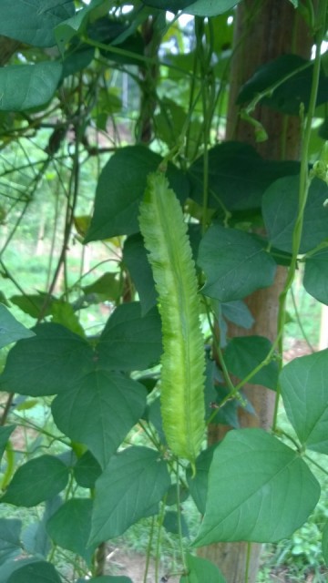 Vierkante bonen (Kacang Botol)