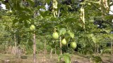 Passievruchten