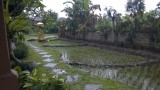 Rijstvelden achter de hotelkamer in Ubud