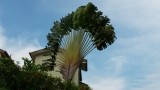 Boom of plant?