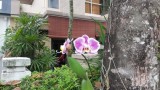 Orchidee aan een boom