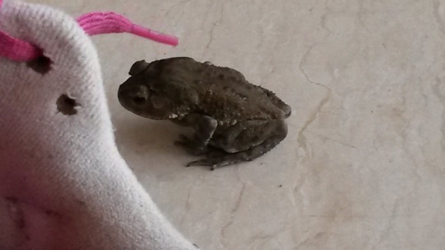 Kikker onder mijn schoen