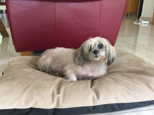 Welkom Minnie