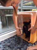 Hoera, de puppies zijn weer terug