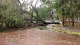 Boom over de weg