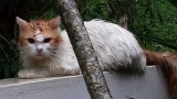 Verzopen kat