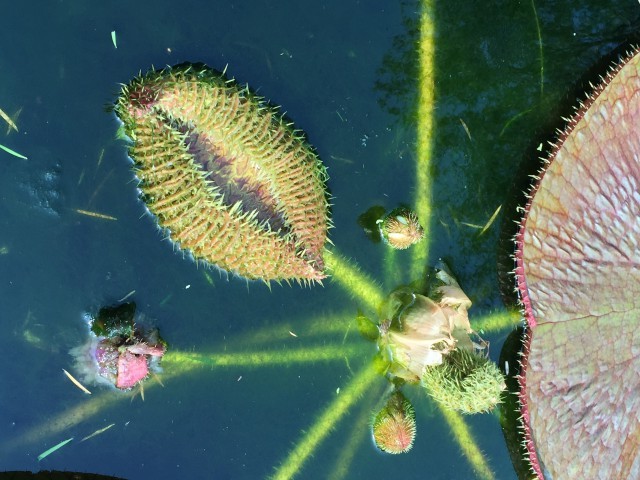 Stekelige plant