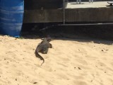 Komodo varaan