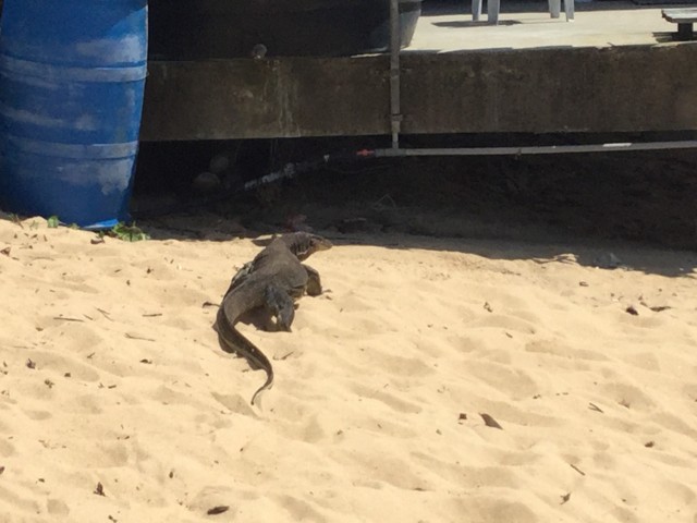 Komodo varaan