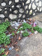 Er groeien gewoon planten tussendoor