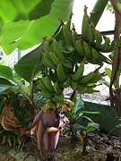 6 trossen bananen