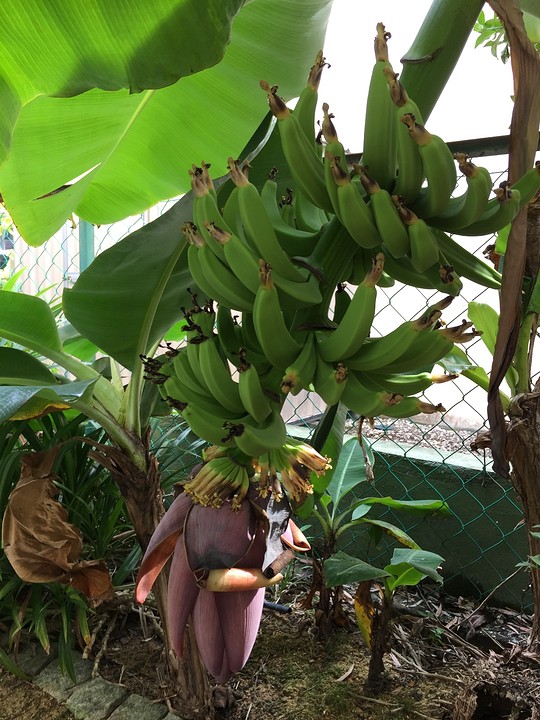 6 trossen bananen