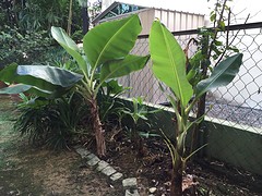 Daaaag bananenboom