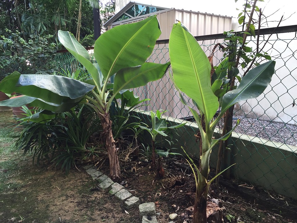 Daaaag bananenboom
